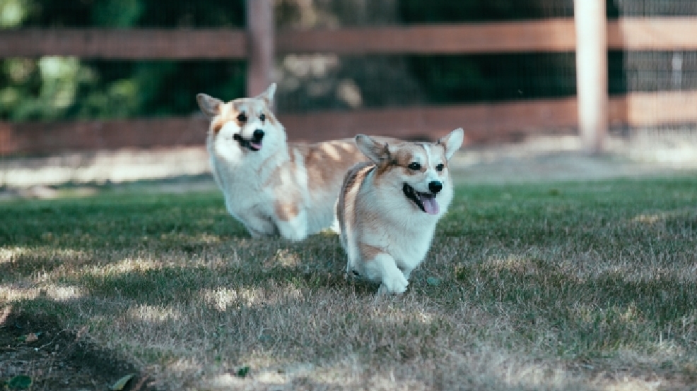 2013 Pacific Northwest Corgi Picnic-74.jpg