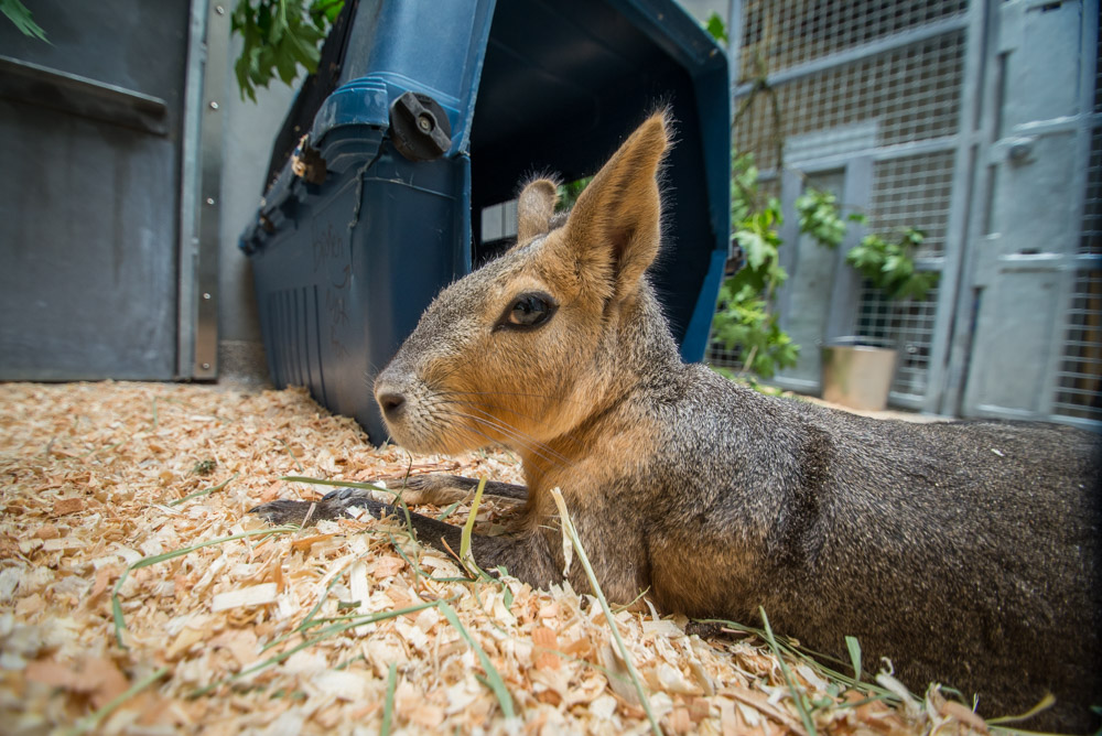 'Chupacabra' from Eugene now at the Oregon Zoo in Portland KVAL