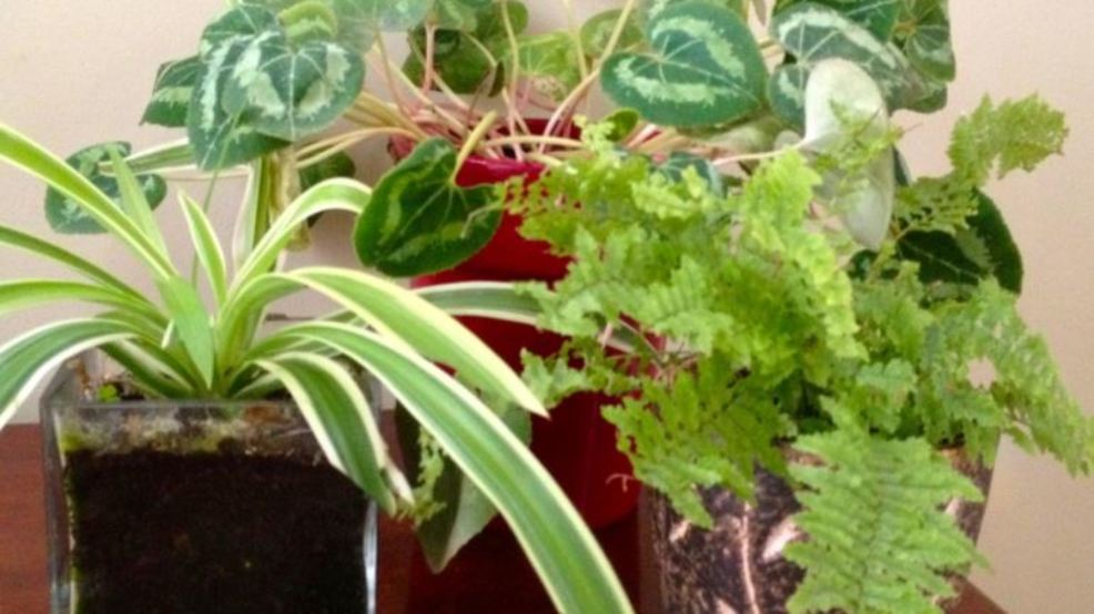 How to Arrange Your House Plants! KATU