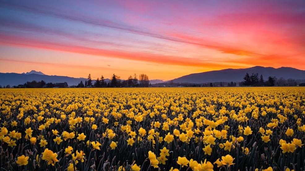 Skagit Valley Tulip Festival Kicks Off With Peak Colors Expected