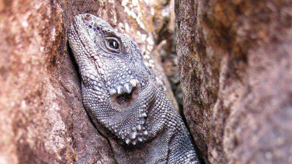 Utah DWR contemplates changes to make it easier to own native reptiles