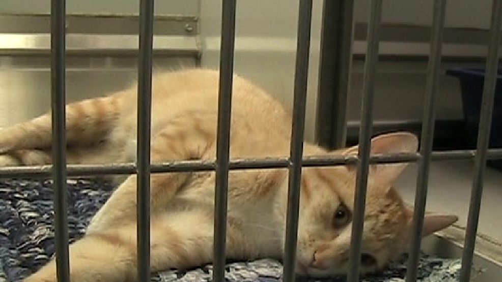 Elko Refugio de Animales 3-31-17 | KENV - KENV Canal 10 1 Elko Refugio de Animales 3-31-17 | KENV - KENV Canal 10 1