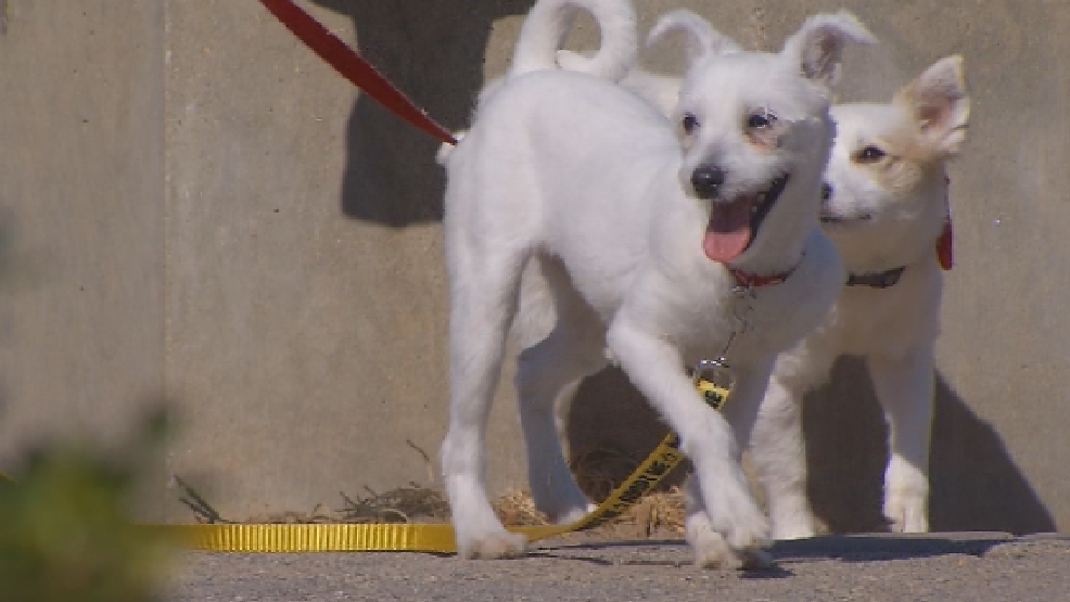 Dogs from Kuwait come from a place of ‘no hope,’ to new homes in