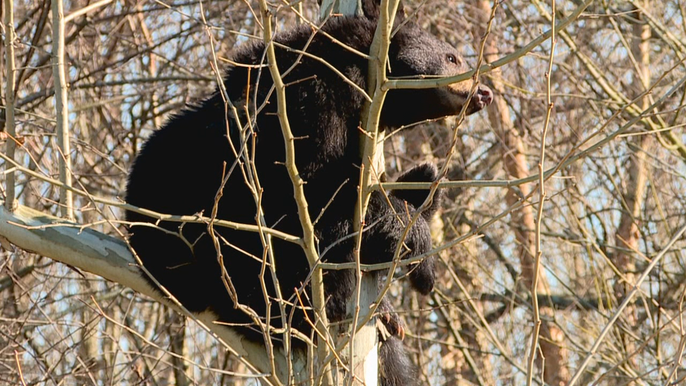 Reports of bear in tree, surrounded by water, officials advise leaving it alone - WLOS