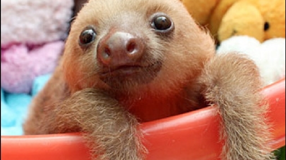 140612_sloth_week.jpg