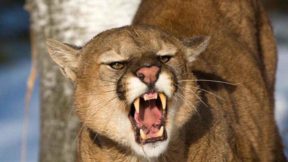 Runner Survives Attack By Choking Mountain Lion To Death | WCIV