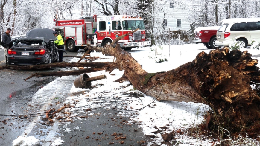 2 people killed after tree falls on car in Massachusetts WJAR