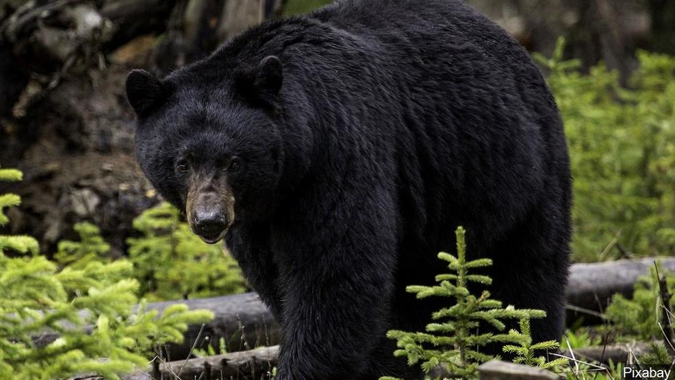 Black bear population appears to be increasing in Tennessee says TWRA