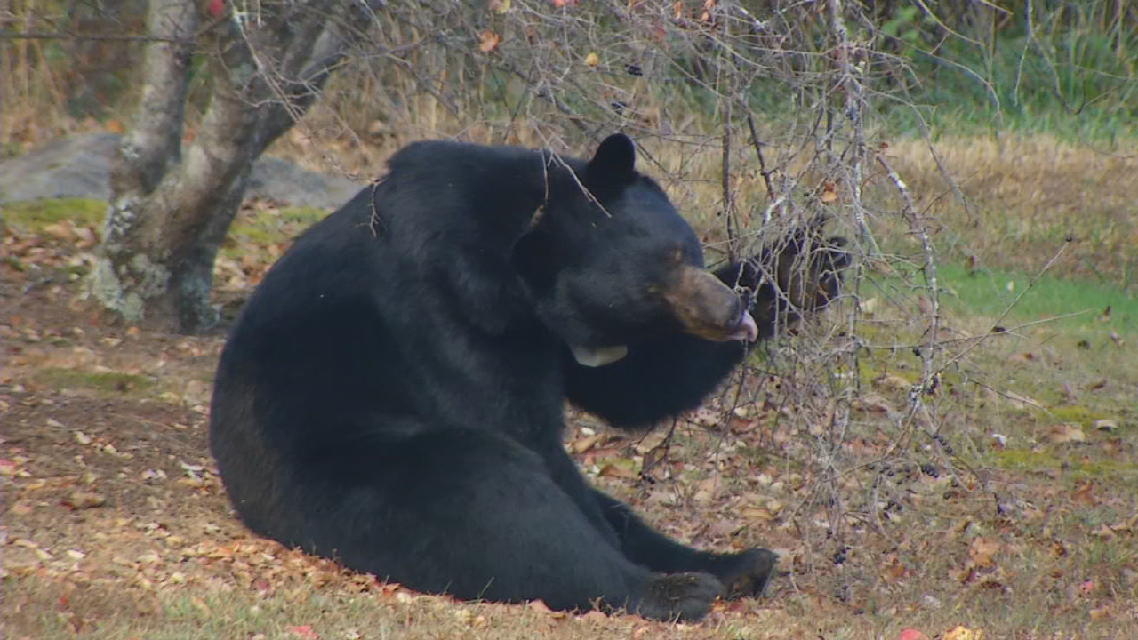 Bear Sightings Increase In Asheville Area Wlos 2086