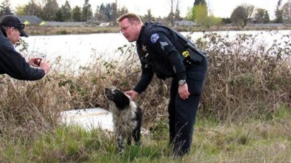 Silverton firefighters and police officers rescue dog trapped in blackberry bushes KATU