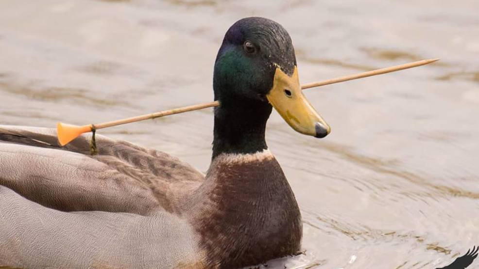 'How could anybody be so horribly torturous?' Volunteers still trying