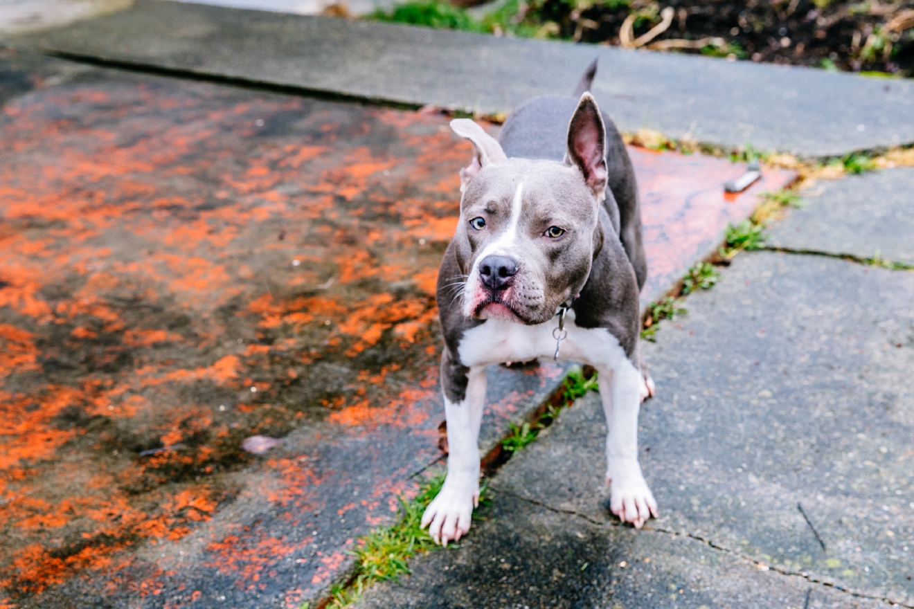 RUFFined Spotlight: Izzy the Bluenose Pitbull | Seattle Refined