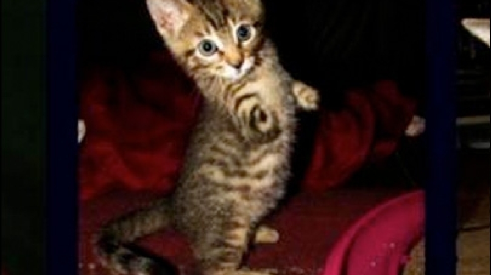 140227_legless_cat.jpg