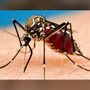 Recent rain creates ideal mosquito breeding conditions in Central Texas