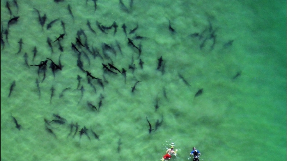 130708-swimming-with-the-sharks.jpg