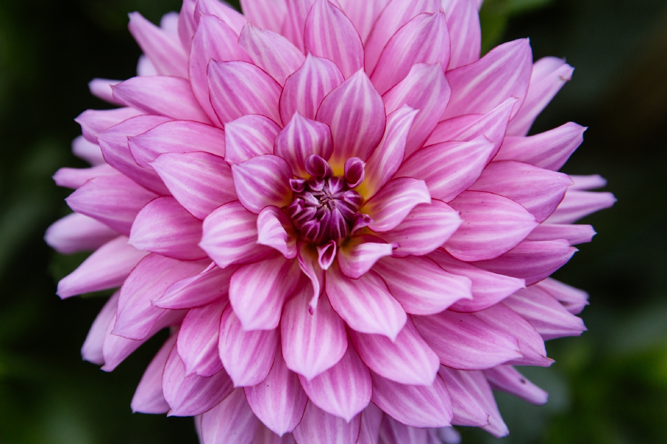 Photos Seattle's official flower is in full bloom Seattle Refined