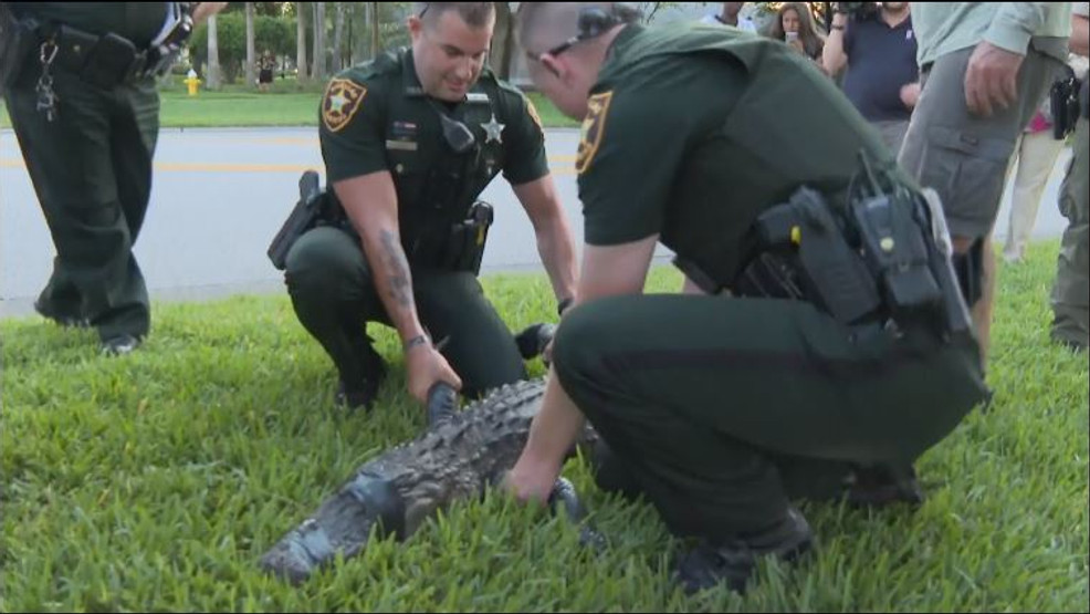 Woman attacked by alligator in Central Florida WTVX