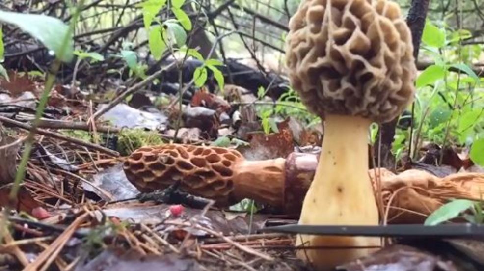 Where to find morels in Michigan WEYI
