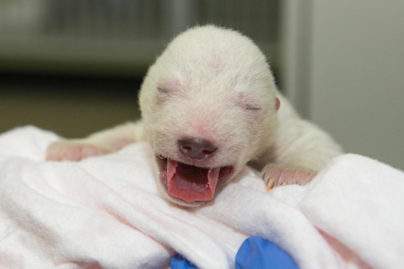 Newborn polar bear cub pulled from mother, den; still alive, healthy WTTE