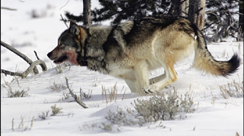 Washington gray wolf shot, killed in Montana after 700-mile journey | KATU