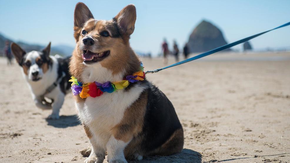 Photos invade Oregon coast for annual Day at the Beach KATU