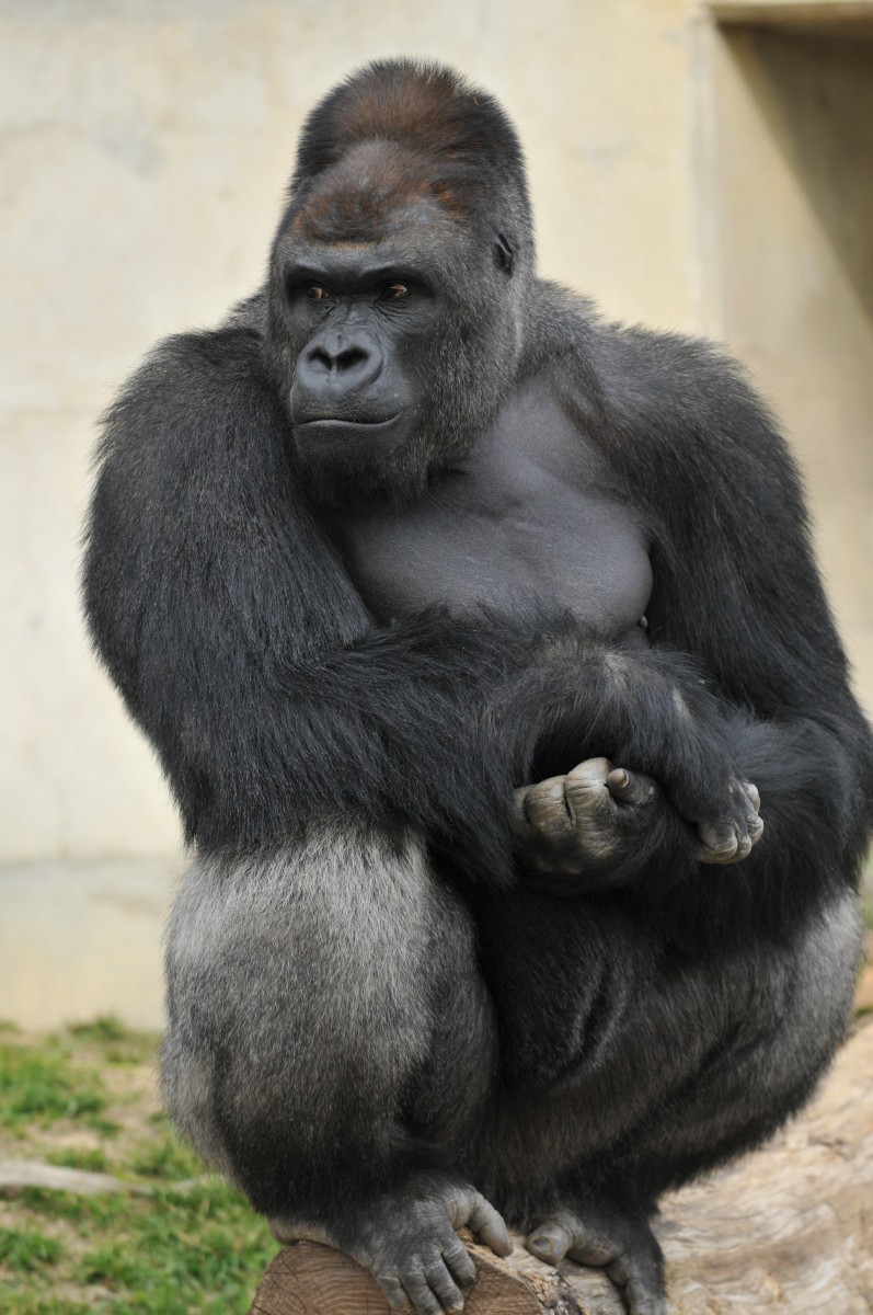 a hairless gorilla