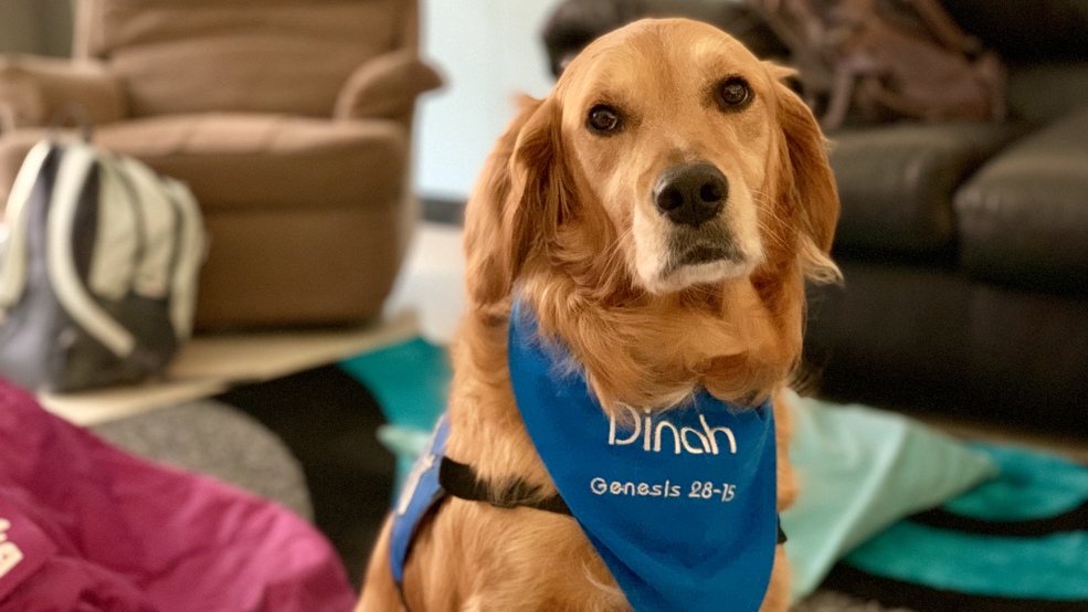 Comfort Dog Brings Pawsitivity To Glenwood High Students Wics