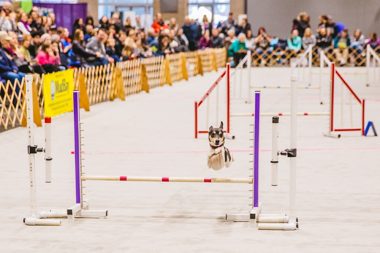 Photos The Seattle Dog Show Is Everything You Need Right Now (And More