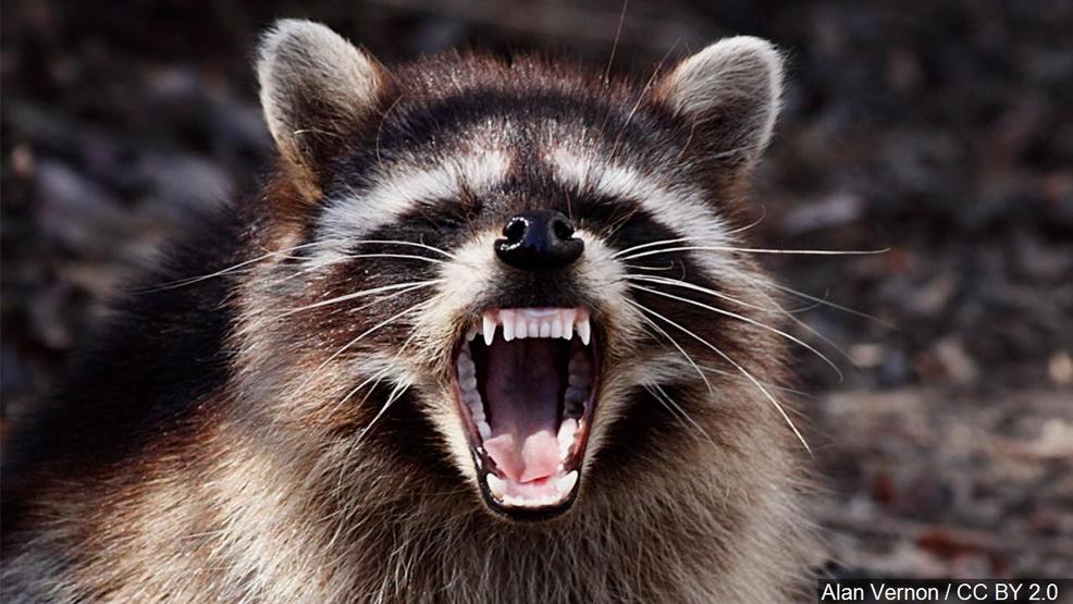 rabid raccoon captured in dc after attacking 3 people in chevy chase