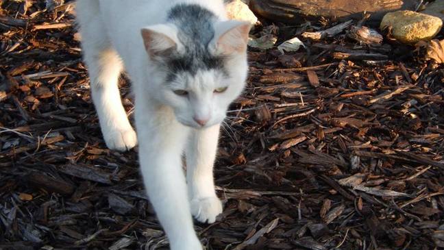 Lovey is lost in Tunnel Hill