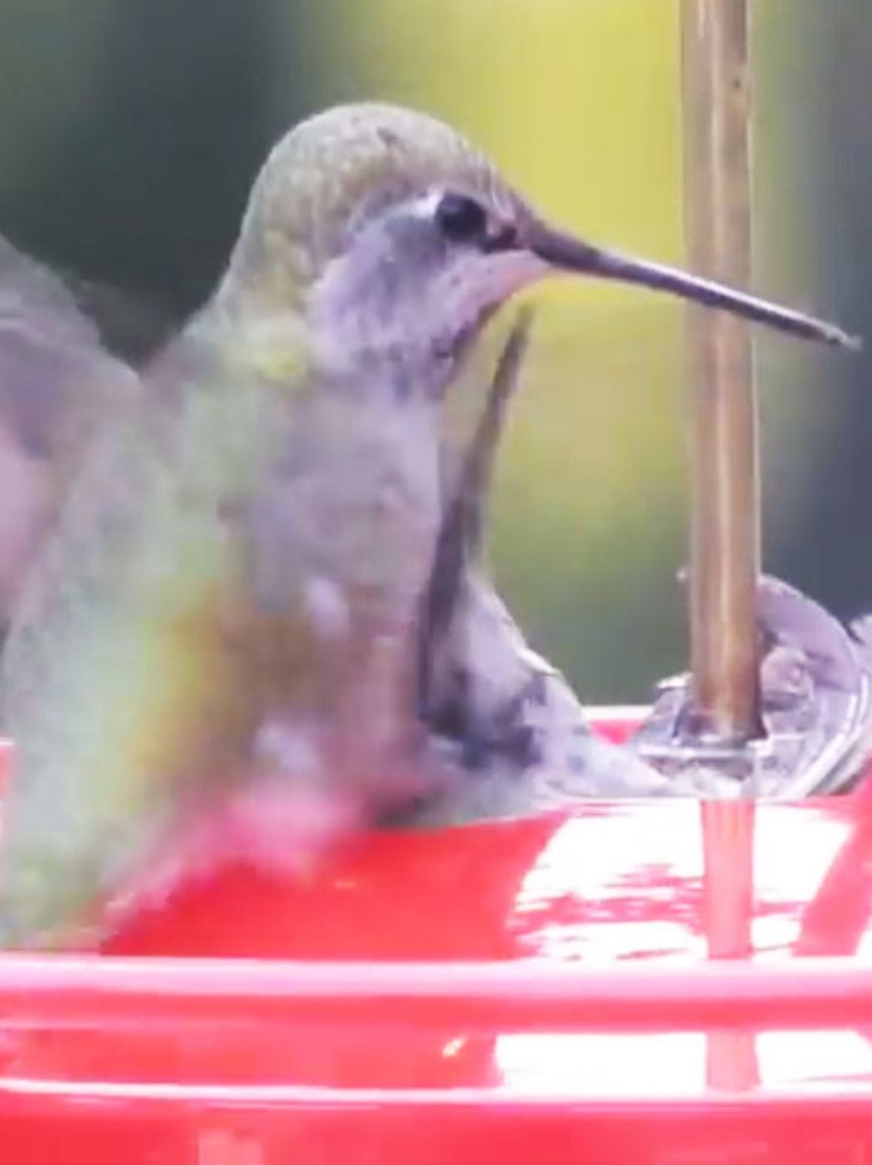 Watch Desperate Hummingbird Tries To Save Mate Trapped In Frozen