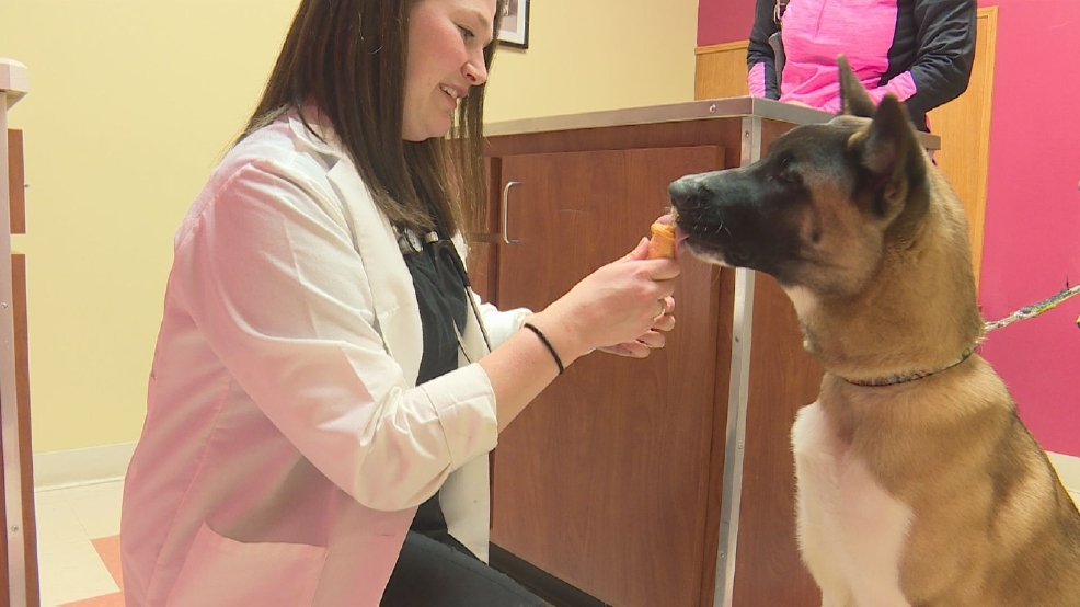 Potentially deadly dog bacteria in Indiana, can spread to people WSBT