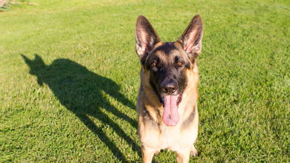 FOX 45 investigates nationwide claims that pets are dying from vaccinations
