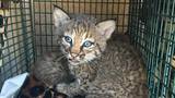 Family suffers bites after mistaking bobcat kittens for domestic kittens