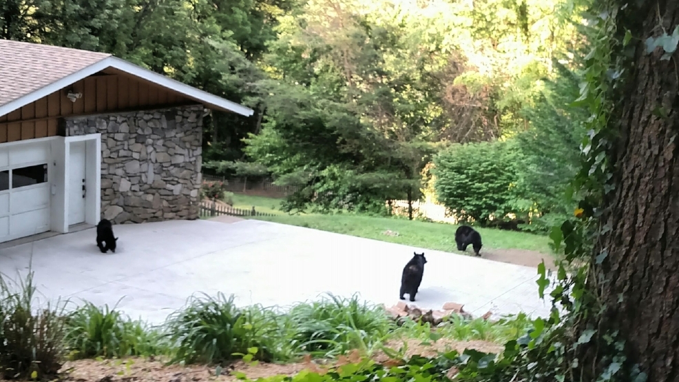 Safety Tips Following Recent Bear Sightings In And Around Asheville Wlos 