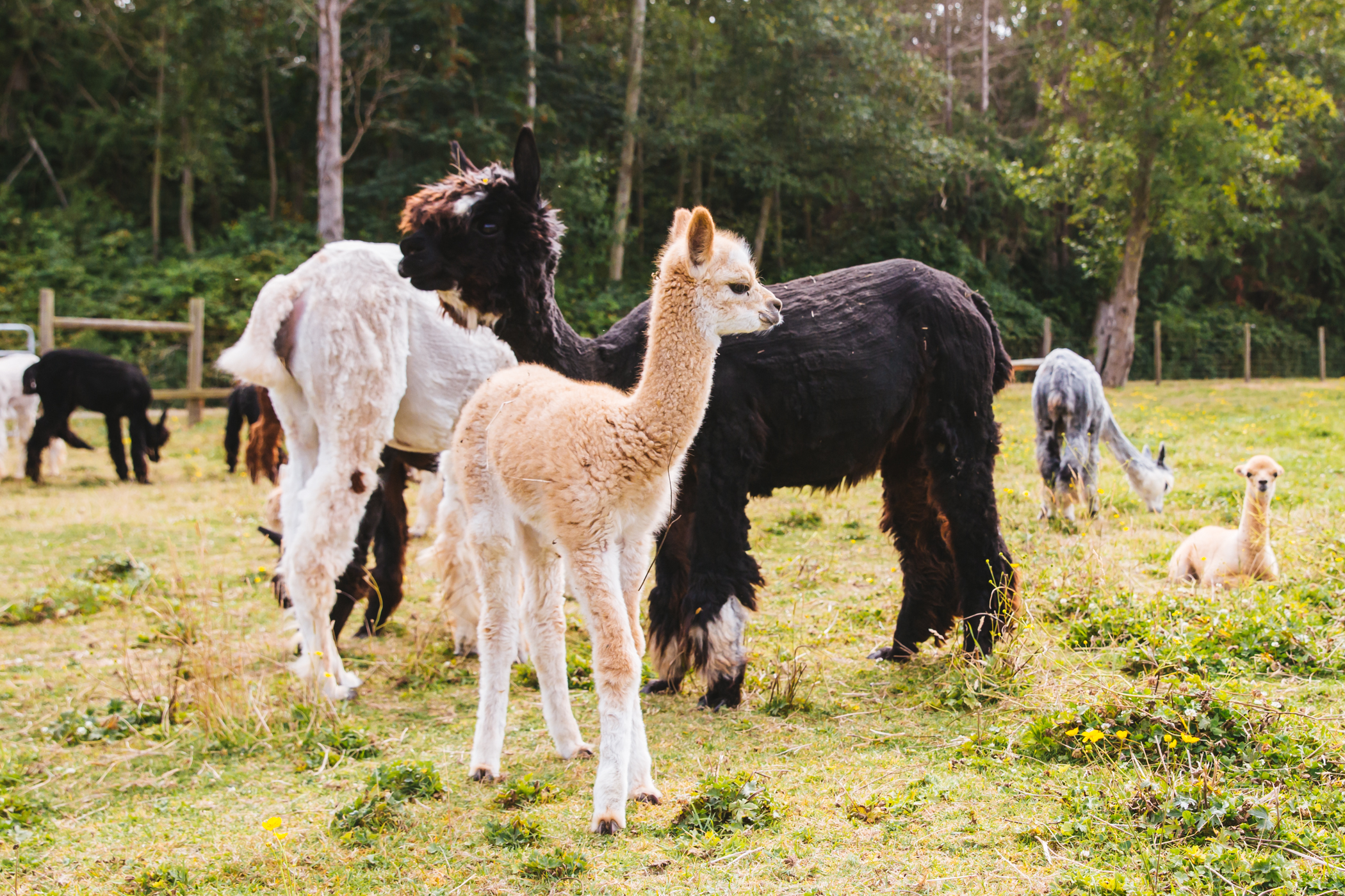 RUFFined Spotlight Solcita & Lana Linda the Baby Alpacas Seattle Refined