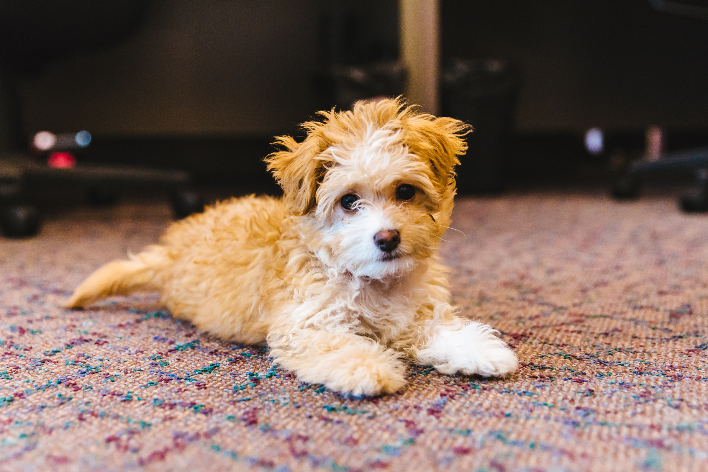 Maltipoo Seattle - dfwxy9l
