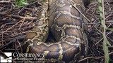 Florida python devours deer that weighs nearly 4 lbs. more
