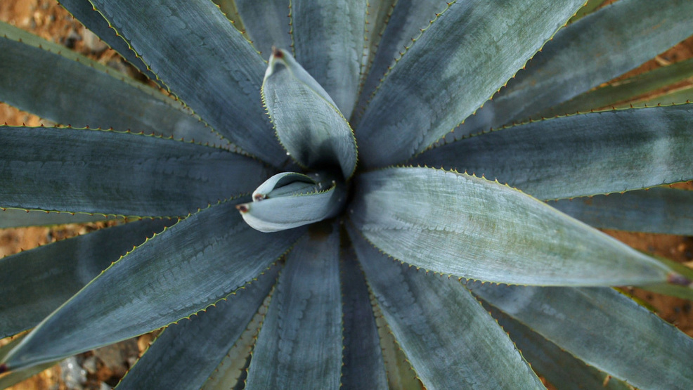 Agave is the base ingredient for tequila, but now it could fuel your car, too Agave.jpeg
