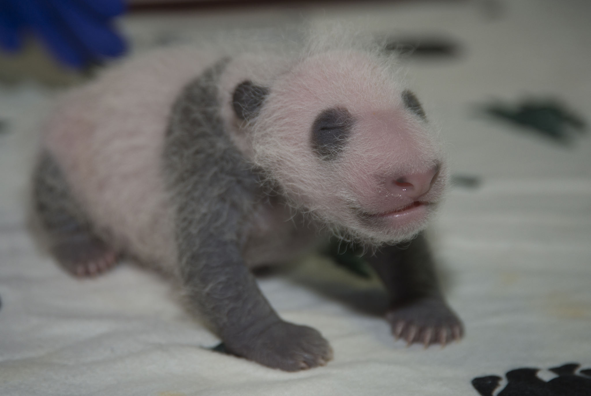 PHOTOS: See how much giant panda cub Bei Bei has grown | WPDE