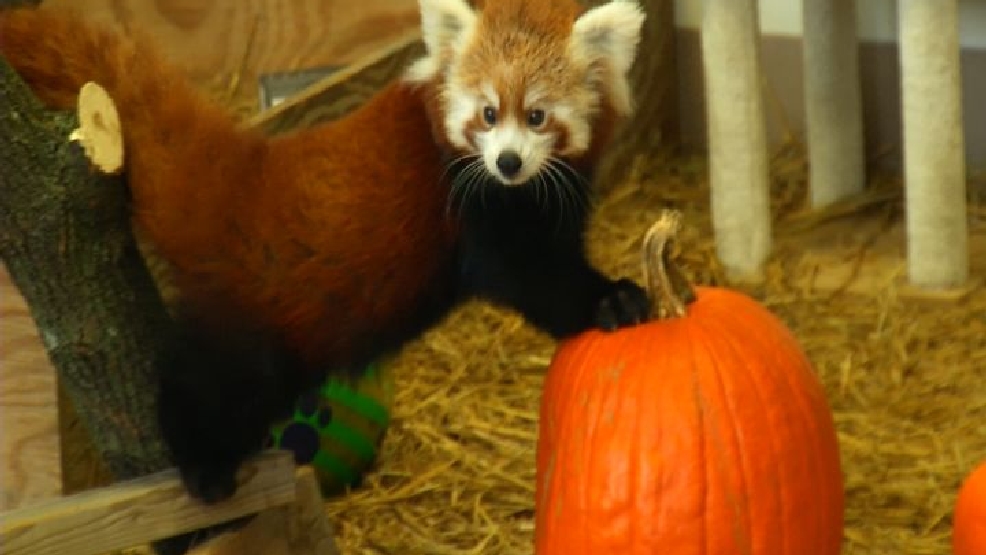 Squishing of the Squash Day at Syracuse's Zoo WSTM