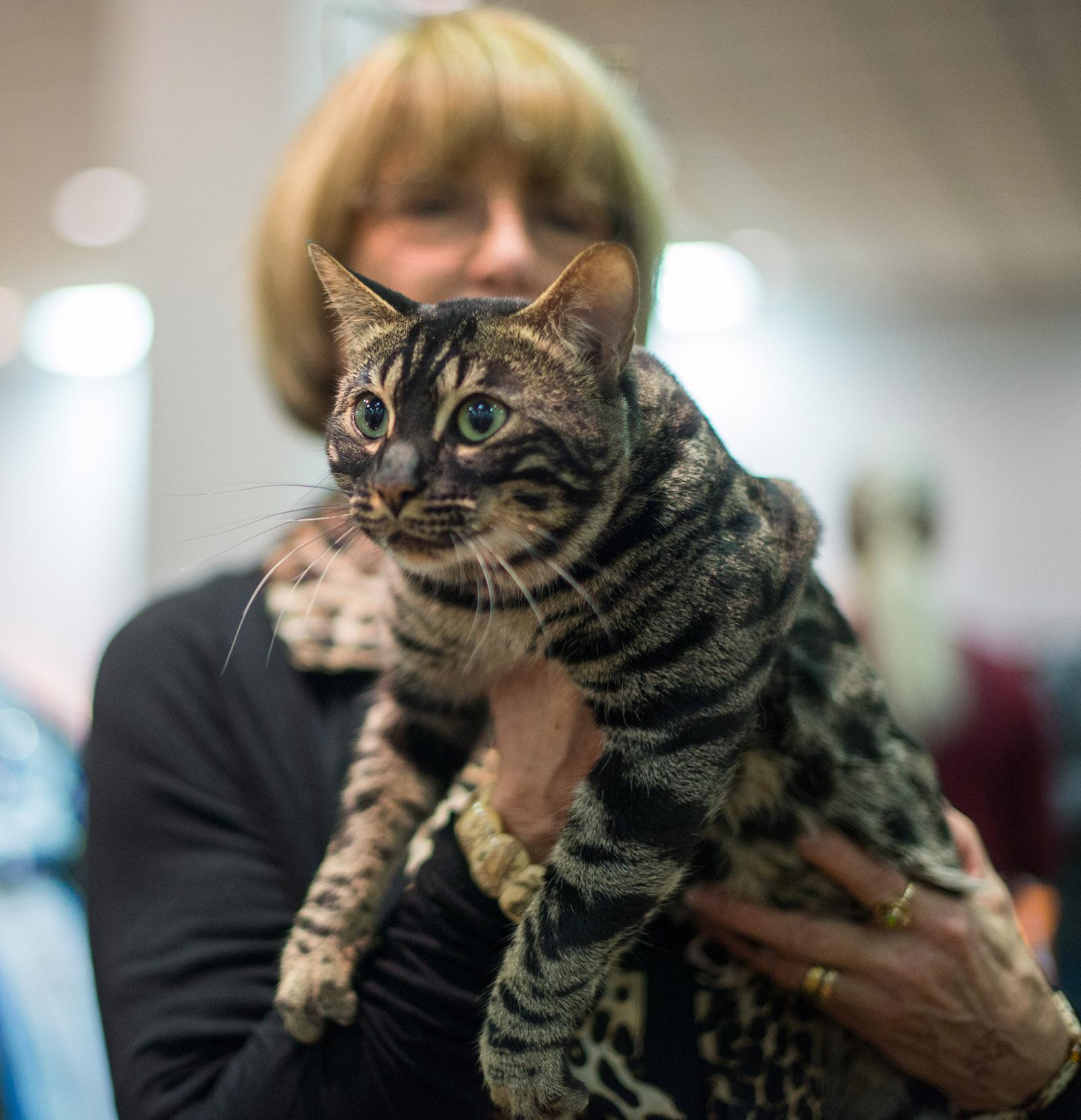 Photos: Competitive Cats Of The International Cat Show Portland | KATU