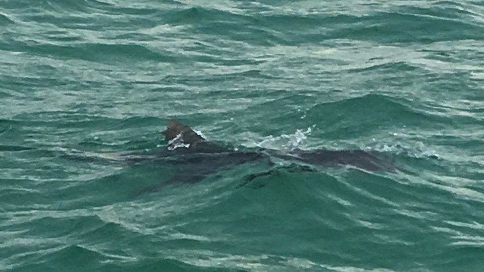 Tiger shark spotted riding the waves at Destin coast WEAR