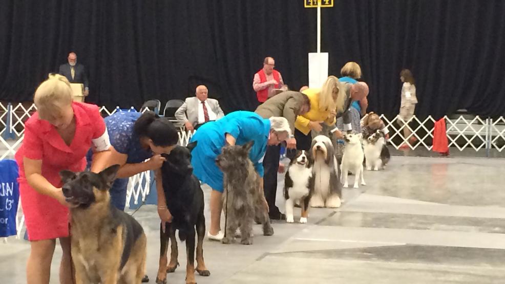 People from all over compete in Ottumwa's dog show | KTVO