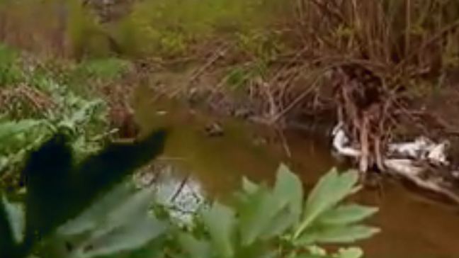 Human remains discovered in Indiana during Earth Day cleanup