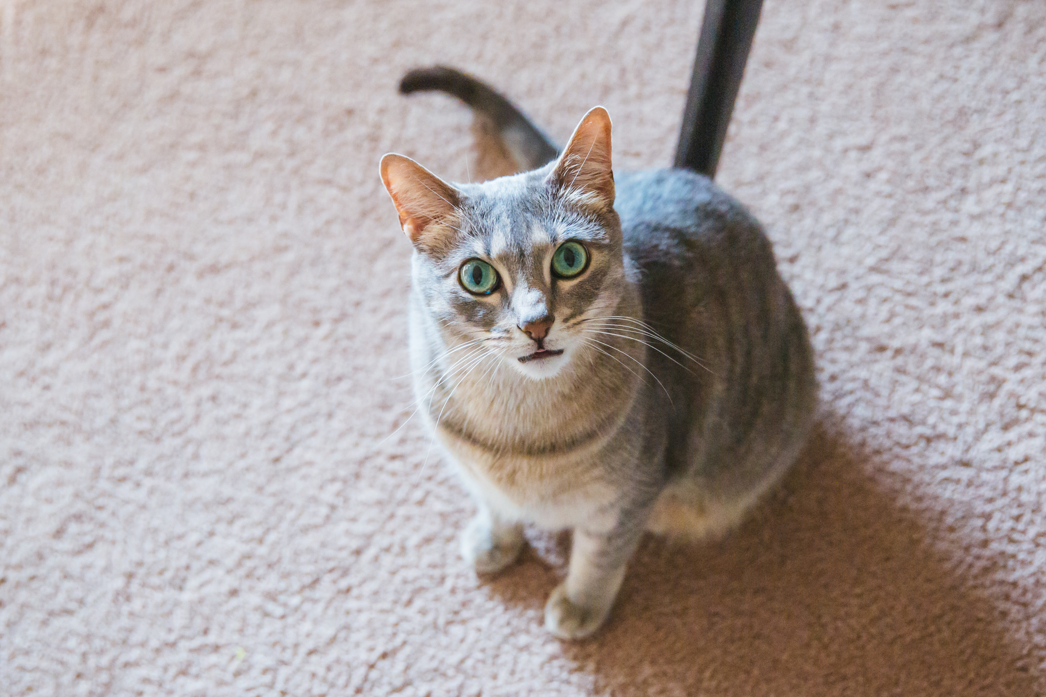 RUFFined Spotlight Raaja the Blue Tabby Seattle Refined