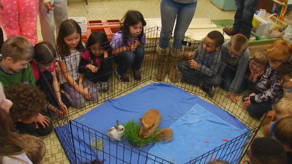 Hall Fletcher students help feed hungry bunnies at local animal rescue