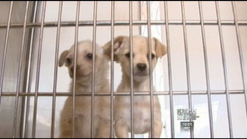 Too Many Dogs At Fresno County Animal Shelter | KMPH