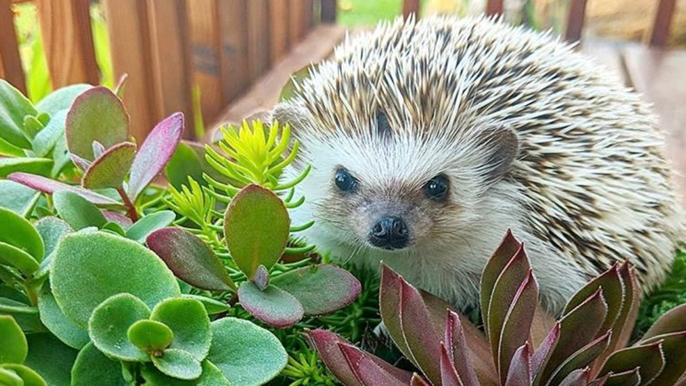 Hedgehogs now considered household pets' in northern Virginia