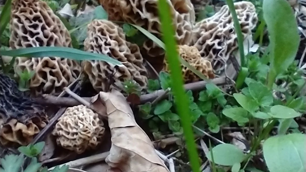 GALLERY Morel mushrooms popping up across West Michigan WWMT